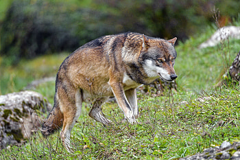 Animals, Brown, Predator, Wolf, Animal HD wallpaper