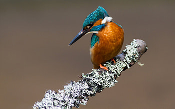 Animals, Birds HD wallpaper