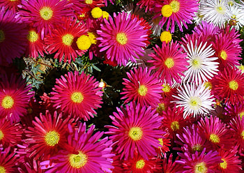 Beautiful Flowers, colors, beautiful, flowers HD wallpaper