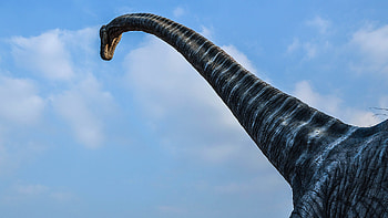 Brachiosaurus dinosaur , , Mobile backgrounds, Brachiosaurus HD wallpaper