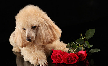 Cute dog, dog, animals, cute, pet, red rose HD wallpaper