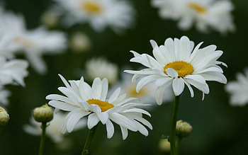 Flowers, Grass, Camomile, Field HD wallpaper