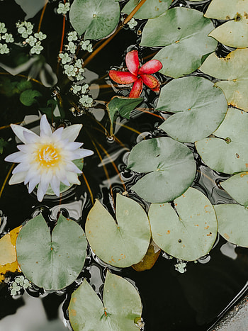 Flowers, Water, Water Lilies, Flower, Plant HD phone wallpaper