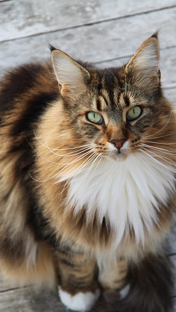 Artistic Maine Coon, delight, Mobile masterpiece, Tablet treasure HD phone wallpaper