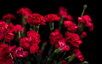Best carnations , , Floral beauty, Nature's marvel HD wallpaper