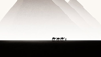 Lonesome , camel, artist, artwork, digital-art HD wallpaper