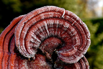 4 mushrooms, Immune boosting, Better sleep, The beet HD wallpaper
