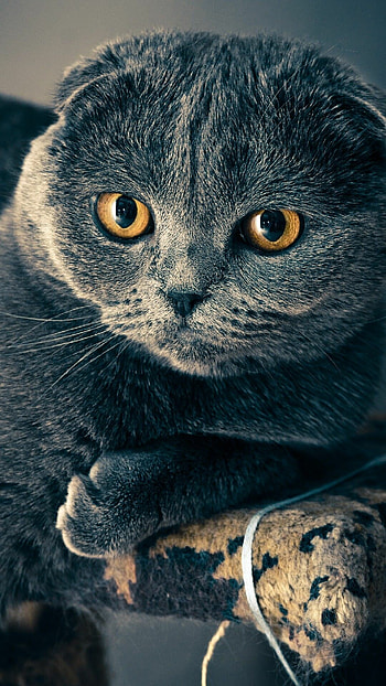 Scottish Fold, Deadly look, , Grey cat HD phone wallpaper