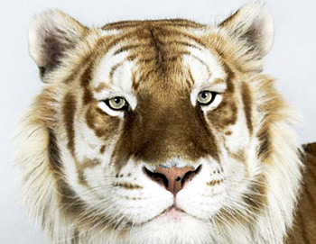Tiger, eyes, white, tigers, animals HD wallpaper