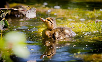 Ducks, Animals, Bird, Water HD wallpaper