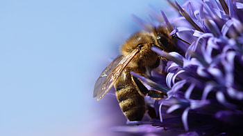 Ultra , Bee close-up, High definition , Stunning visuals HD wallpaper