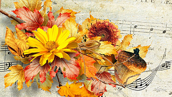 Fall Tag - Sunflowers Flowers Paper Autumn Fall Music Score Nuts Leaves Flower Android for HD wallpaper