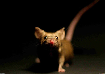 rat , rat backgrounds, Rat screensavers, Rat visuals HD wallpaper