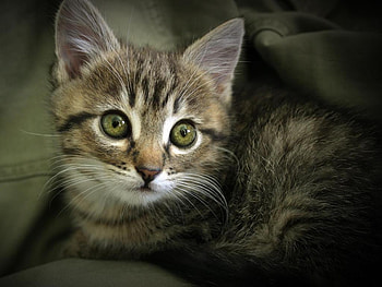Kitten, animals HD wallpaper