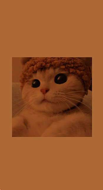 Gatito, Tierno HD phone wallpaper