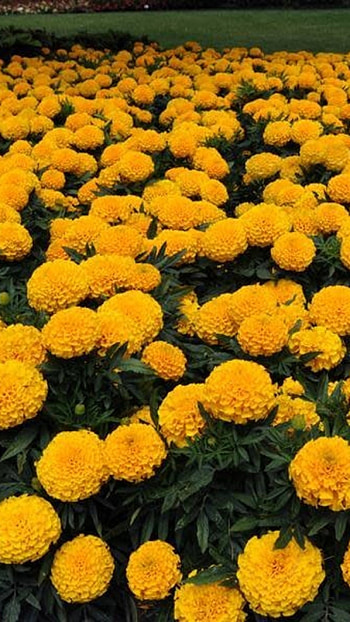Marigold, Flower, Marigold Orange HD phone wallpaper