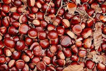 History of chestnuts in Europe, Chestnut Brae, Traditional crop, Nutritious nut HD wallpaper