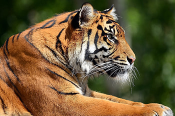 Animals, Muzzle, Predator, Tiger, Profile, Paws HD wallpaper