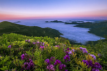 cliffside flowers, sea, sky, flowers, cliff HD wallpaper