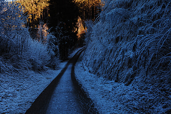 Winter, Nature, Trees, Turn, Forest, Path HD wallpaper