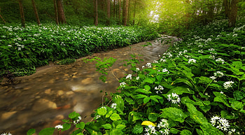 Spring wildflowers, wildflowers, path, freshness, greenery, trees, beautiful, forest, spring, rays HD wallpaper