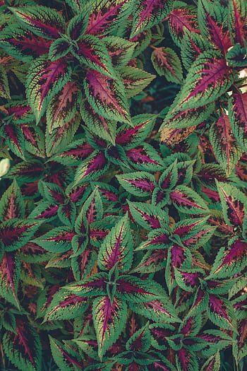 Colorful coleus leaves create a vibrant pattern in an outdoor São Paulo garden. HD phone wallpaper