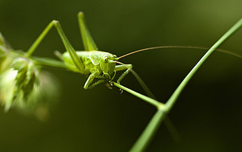 Grasshopper, , Background HD wallpaper
