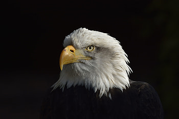 Animal, bald eagle HD wallpaper