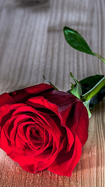 Rose Flower, Rose, Background HD phone wallpaper