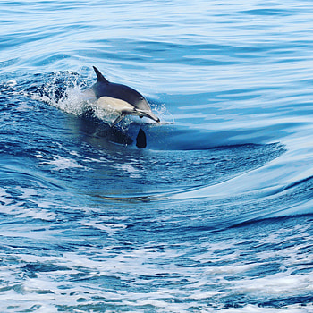 Animals, Water, Waves, Spray, Dolphin HD phone wallpaper