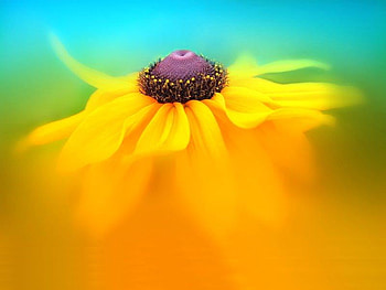Rudbeckia Dance, blue, glow, yellow, flower HD wallpaper