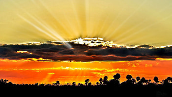 Nature, Trees, Sunset, Sky, Sun, Horizon, Rays, Beams, Outlines HD wallpaper