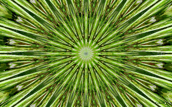 Kiwi flower, by cehenot, art, kiwi, painting, abstract, pictura, flower, green, texture HD wallpaper