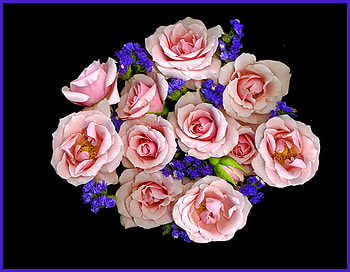 For Deborah, pink, black, bouquet, roses, flowers, blue flowers HD wallpaper