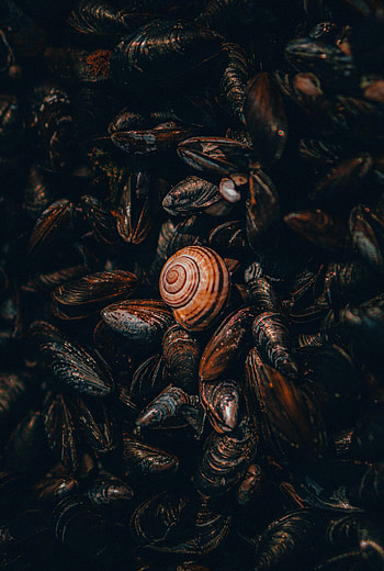 Shells, Miscellanea, Miscellaneous, Snail, Nautical, Maritime, Mussels HD phone wallpaper