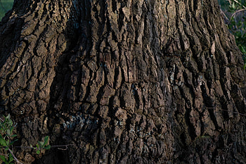 Oak Tree, Gnarly bark, Realistic oak trees, Wargaming HD wallpaper