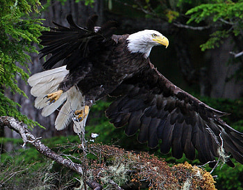 Alaska-Eagle, Bird, Eagle, Beak, Claws HD wallpaper