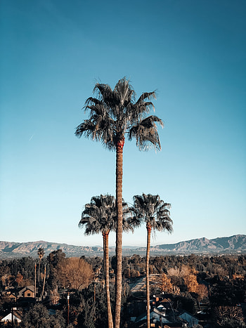 Nature, Mountains, Palms, Building, View From Above HD phone wallpaper