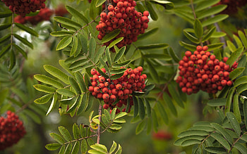 Rowan, berries, nature, leaves HD wallpaper