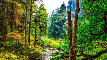 Silver Falls State Park, Sublimity, Oregon, forest, usa, creek, trees, landscape, stones HD wallpaper