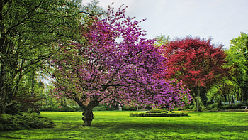 Nature, Trees, Grass, Summer, Bloom, Flowering HD wallpaper