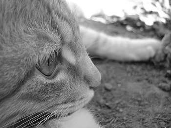 Thinker, white, black, black and white, cat, striped cat HD wallpaper