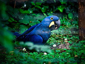 Animals, Birds, Parrots HD wallpaper