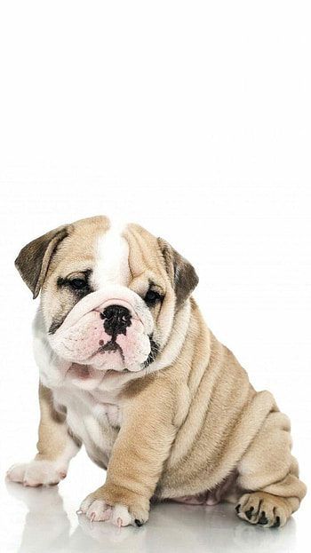 Bulldog, British bulldog, Bulldog , 6 HD phone wallpaper
