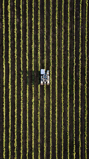 Aerial view of a tractor working in neat rows of a field, showcasing modern agriculture. HD phone wallpaper