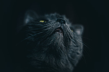 Animals, Cat, Muzzle, Pet, Grey HD wallpaper
