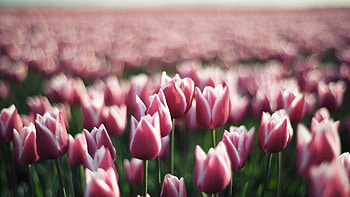 Flowers, Tulips, Macro, Stem, Stalk HD wallpaper