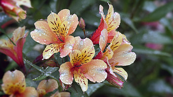 Light Yellow Red Flowers Petals With Water Drops Flowers HD wallpaper