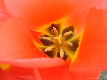 Red Lily, art, close up, red flower, lily HD wallpaper