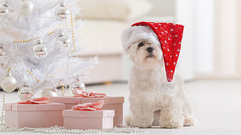 Christmas, Bolognese Dog HD wallpaper